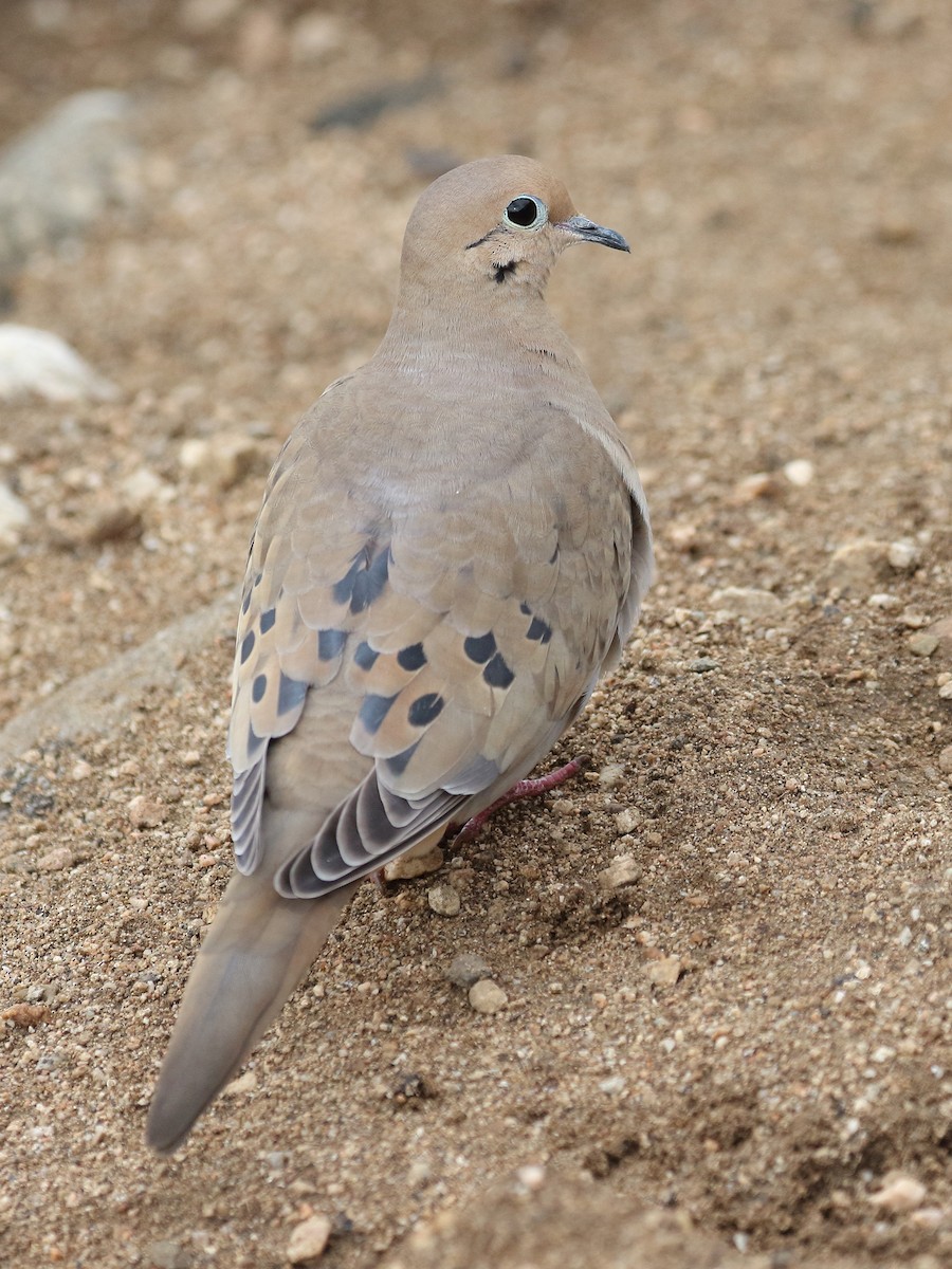 Mourning Dove - ML613957101