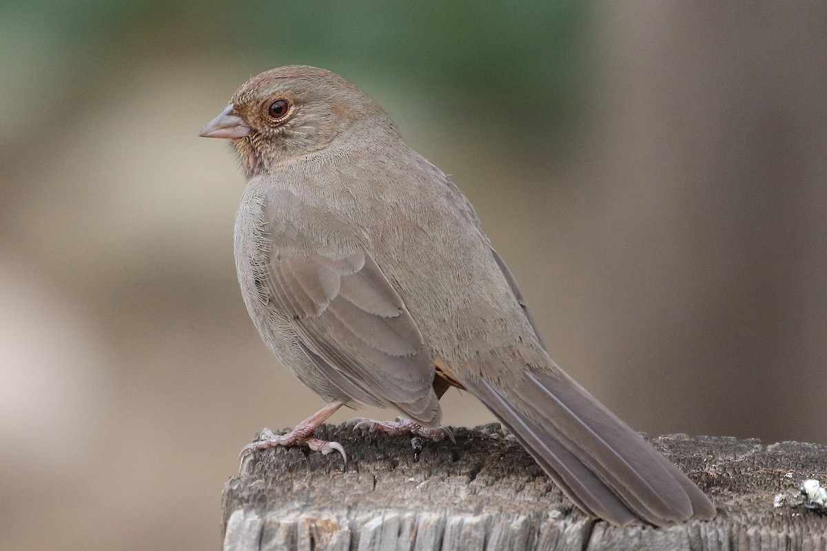 California Towhee - ML613957118