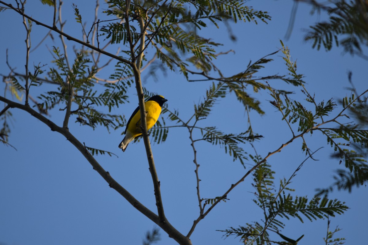 West Mexican Euphonia - ML613957181