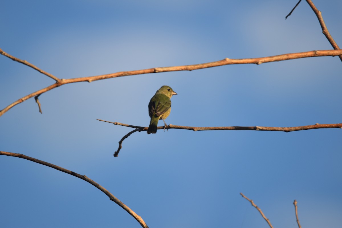 Painted Bunting - ML613957198