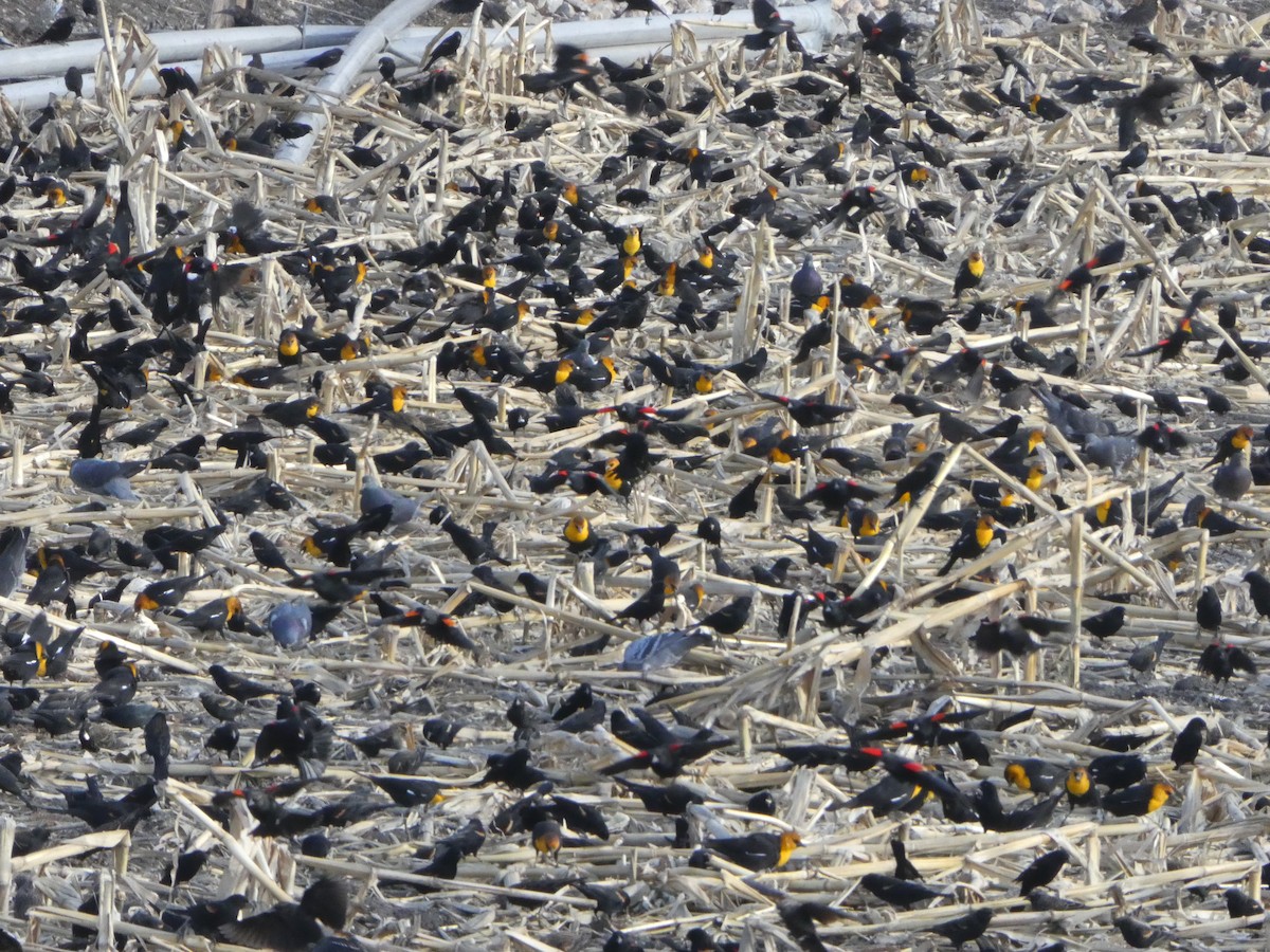 Yellow-headed Blackbird - ML613957277