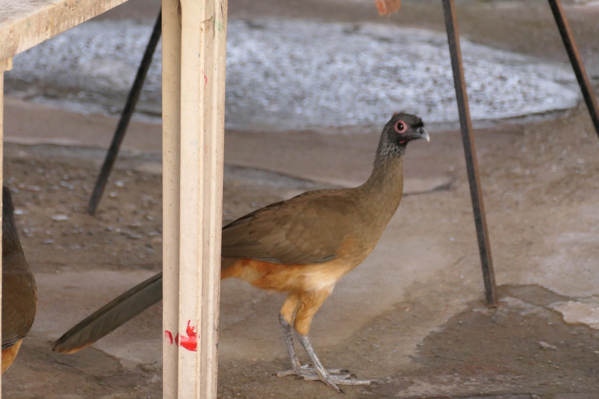 chachalaca sp. - Edward Delaplaine