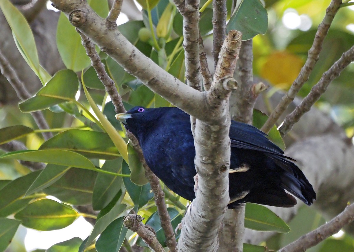 Satin Bowerbird - ML613957425