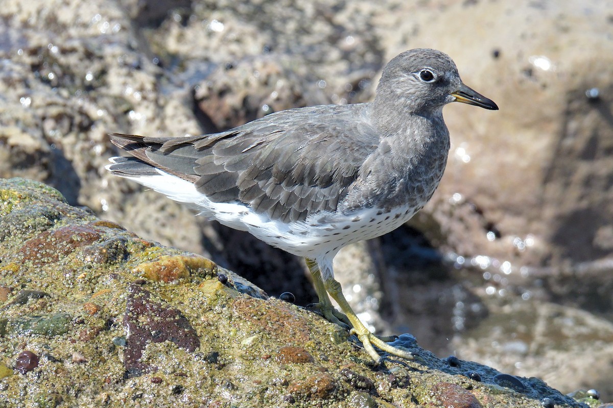 Surfbird - ML613957432