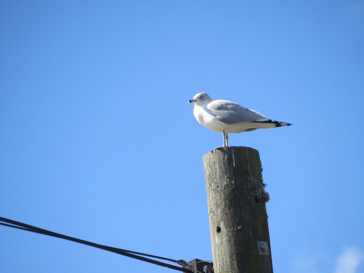 Ring-billed Gull - ML613957483