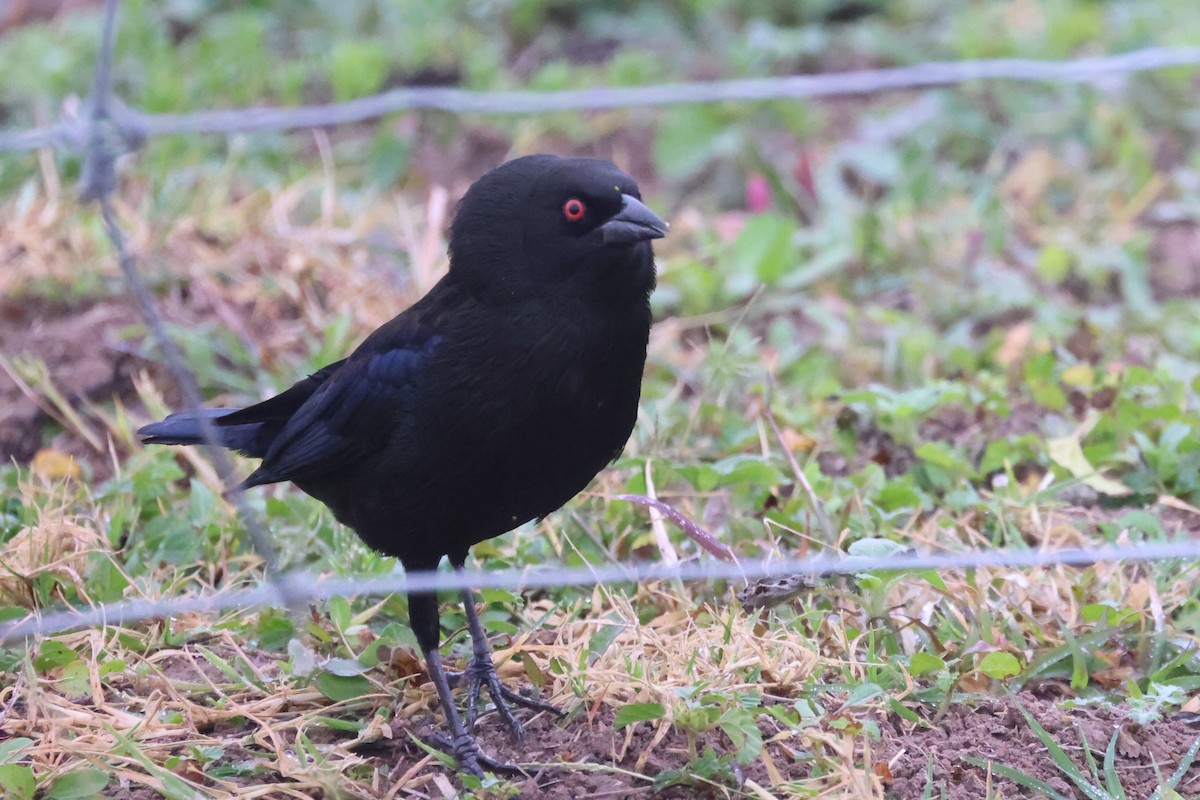 Bronzed Cowbird - Katherine Bell