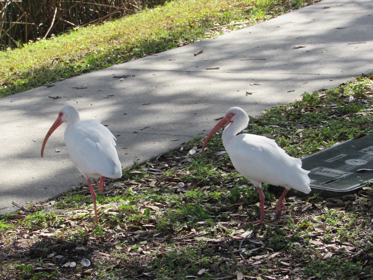 ibis bílý - ML613957512