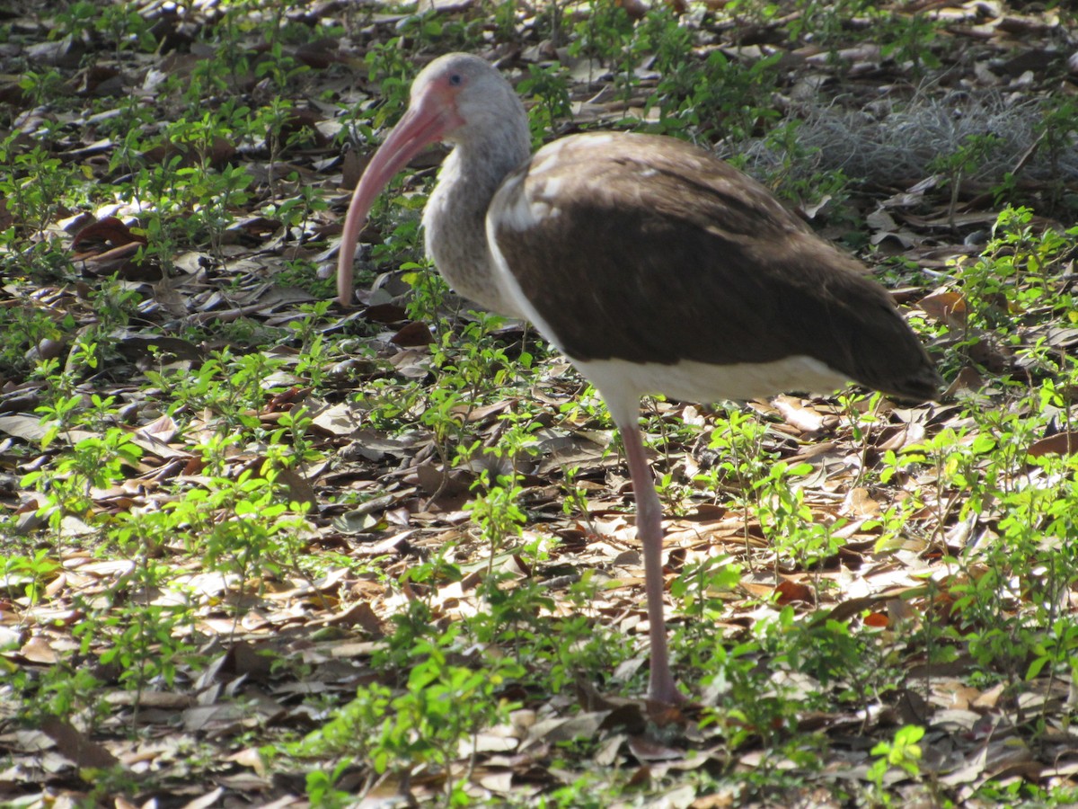 White Ibis - ML613957514