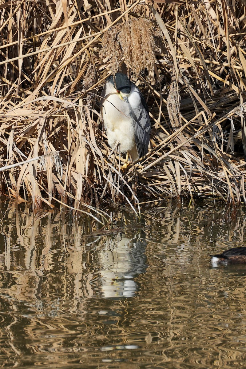 Black-crowned Night Heron - ML613957529