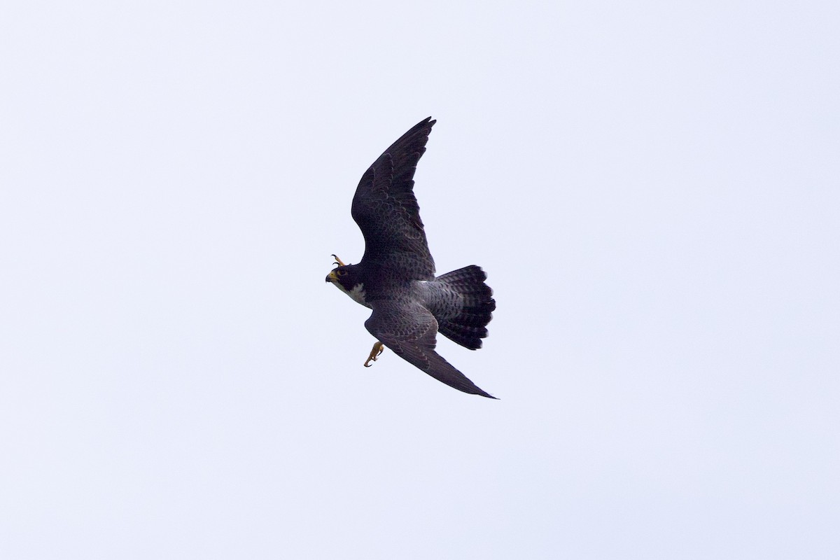 Peregrine Falcon - ML613957572