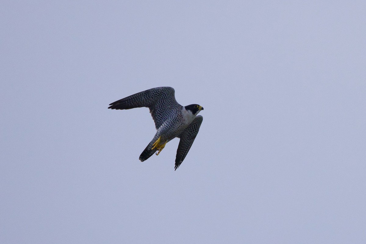 Peregrine Falcon - ML613957618