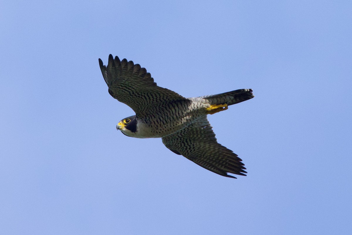 Peregrine Falcon - ML613957640