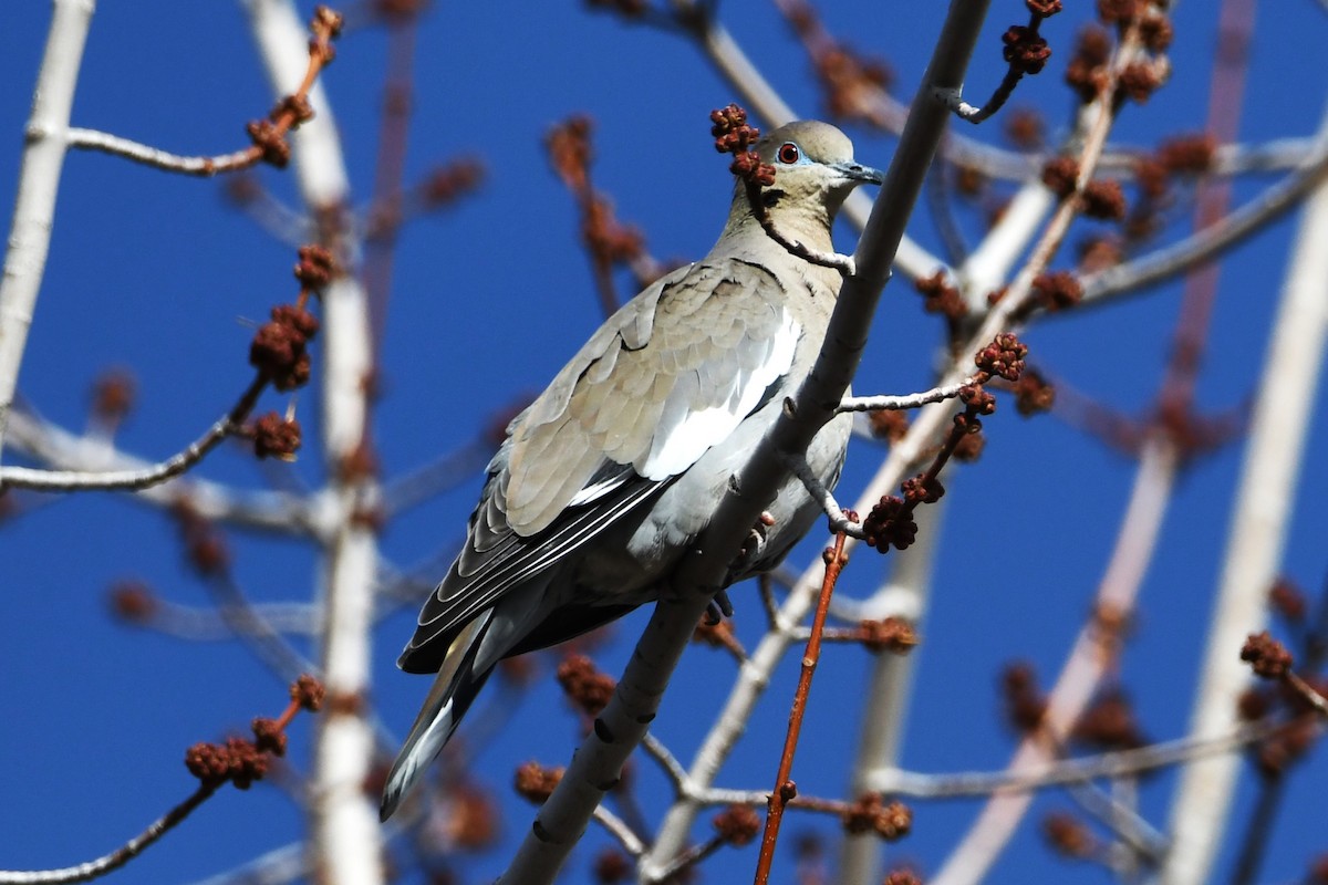 White-winged Dove - ML613957654