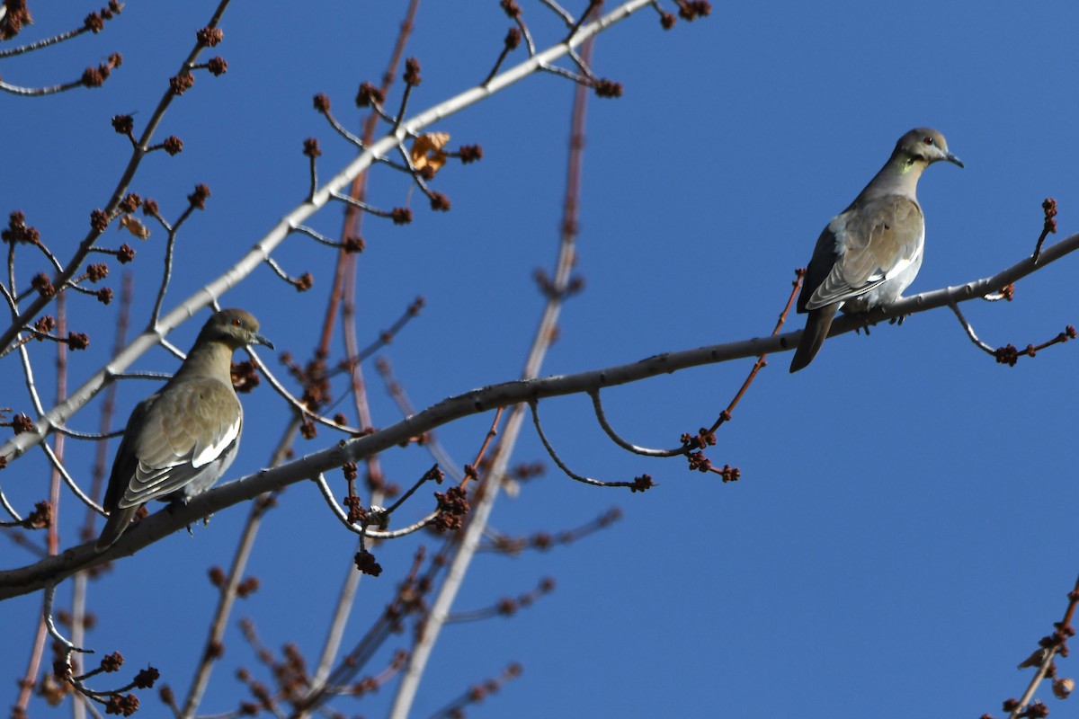 White-winged Dove - ML613957655