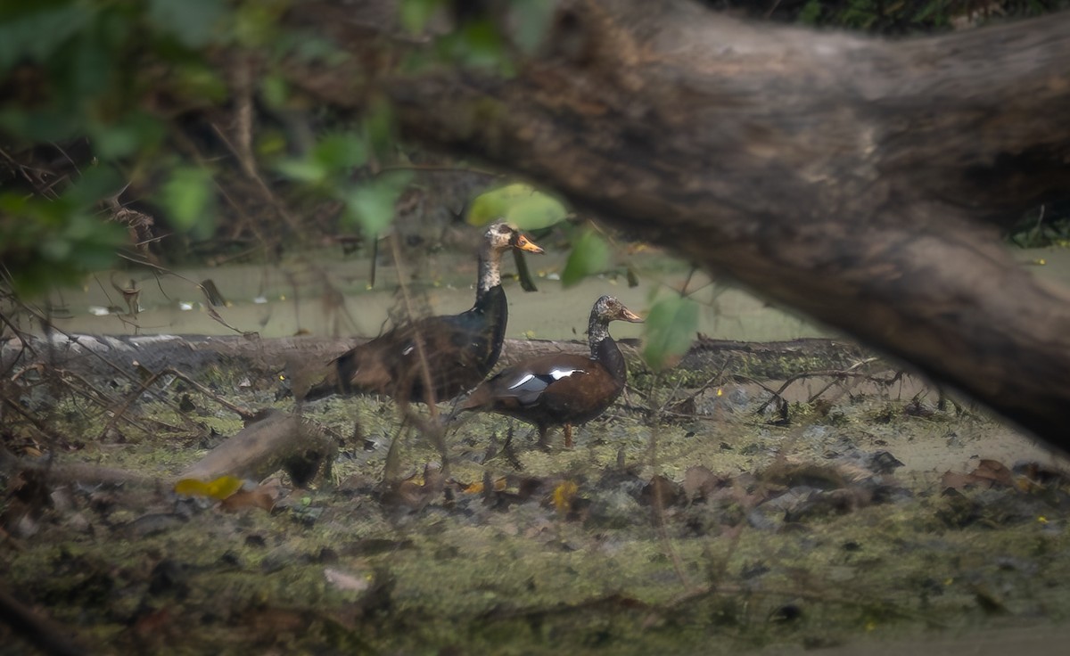 White-winged Duck - ML613957666