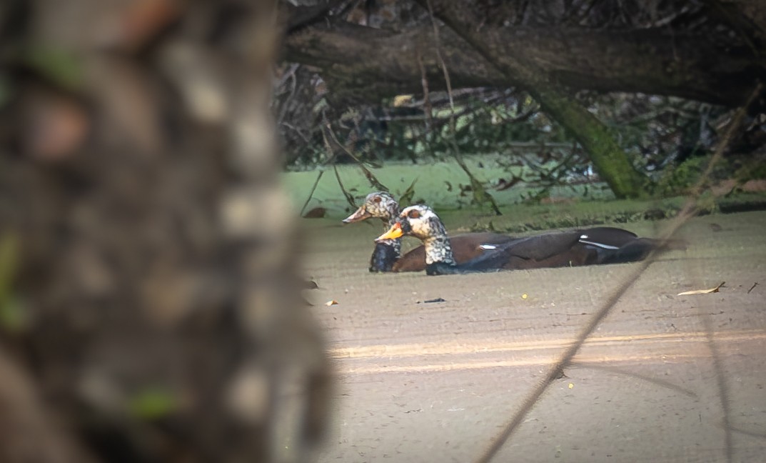 White-winged Duck - ML613957668