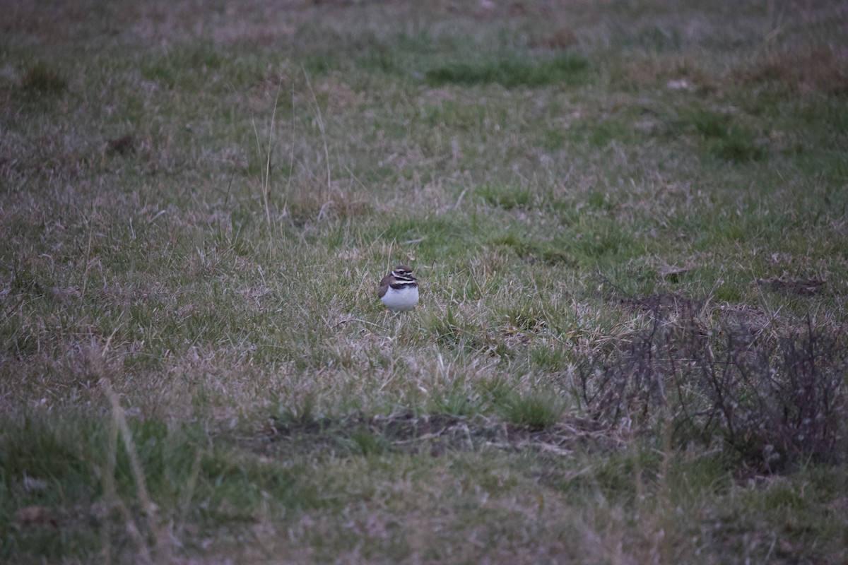 Killdeer - ML613957680