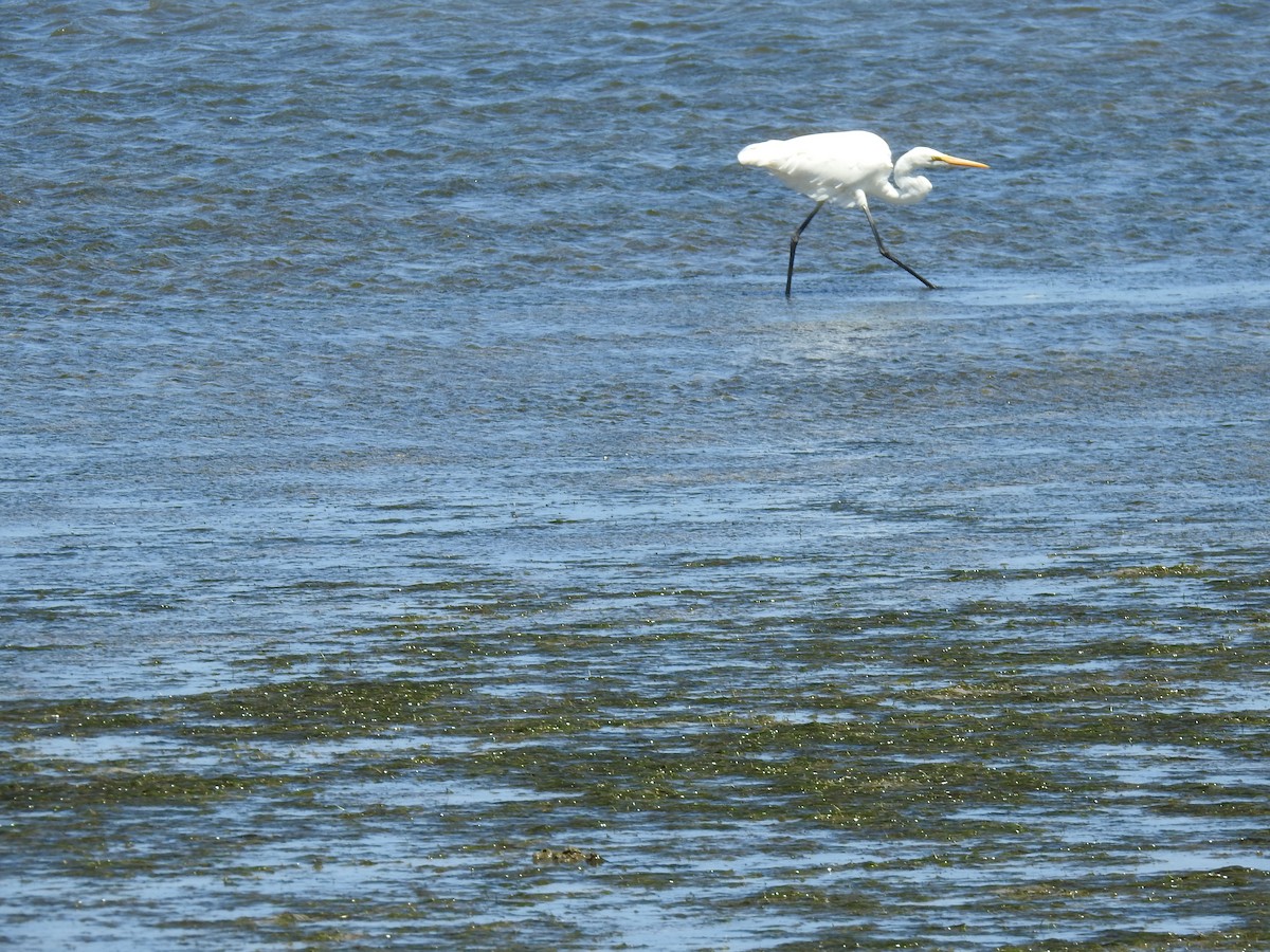 Great Egret - sharon dodd