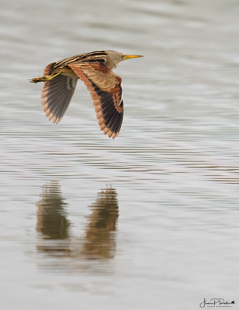 Stripe-backed Bittern - ML613957759