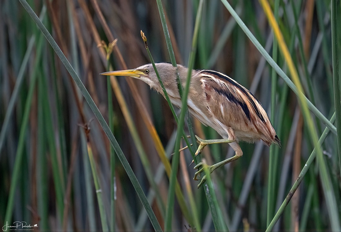 Stripe-backed Bittern - JUAN PABLO  RIDER LEGISOS