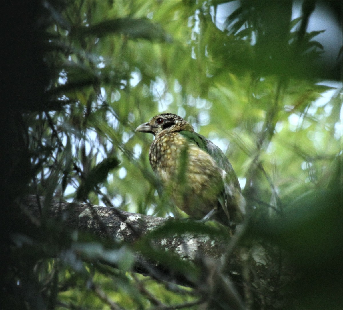 Black-eared Catbird - ML613957776