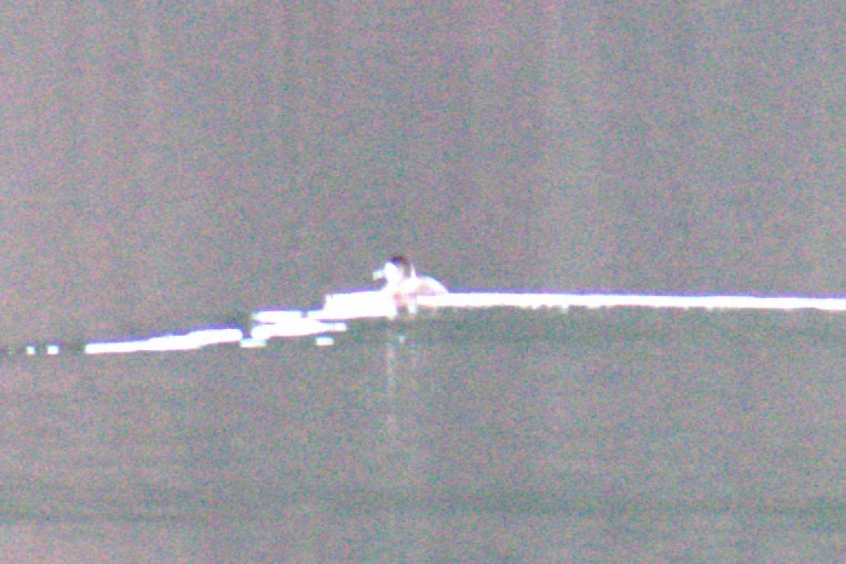 Ruddy Duck - ML613957928
