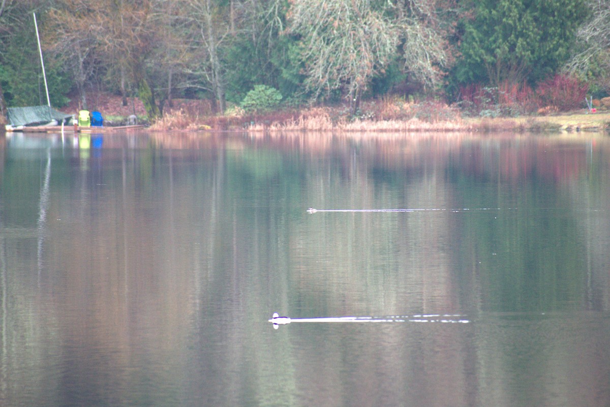 Ruddy Duck - ML613957929