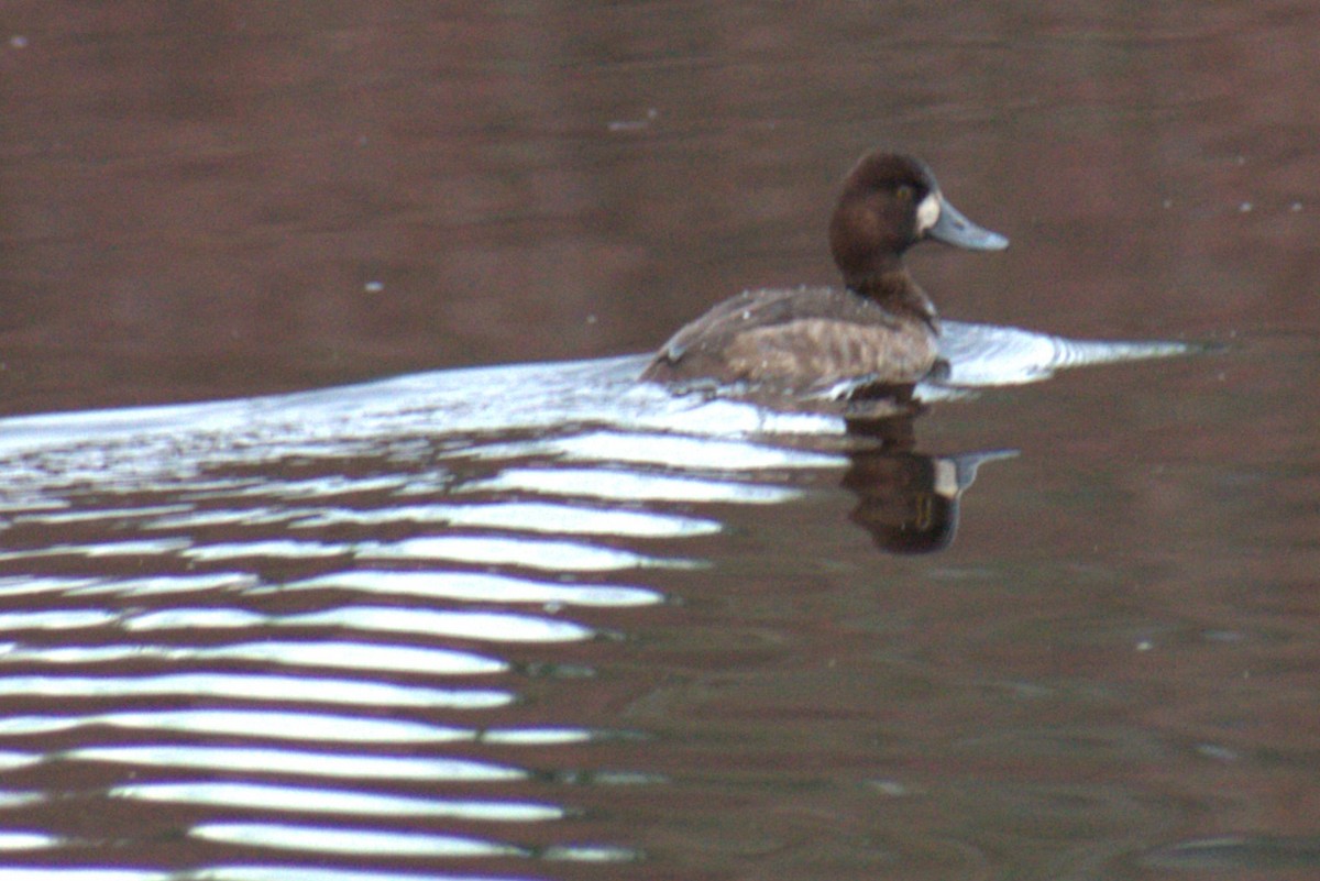 Lesser Scaup - ML613957947