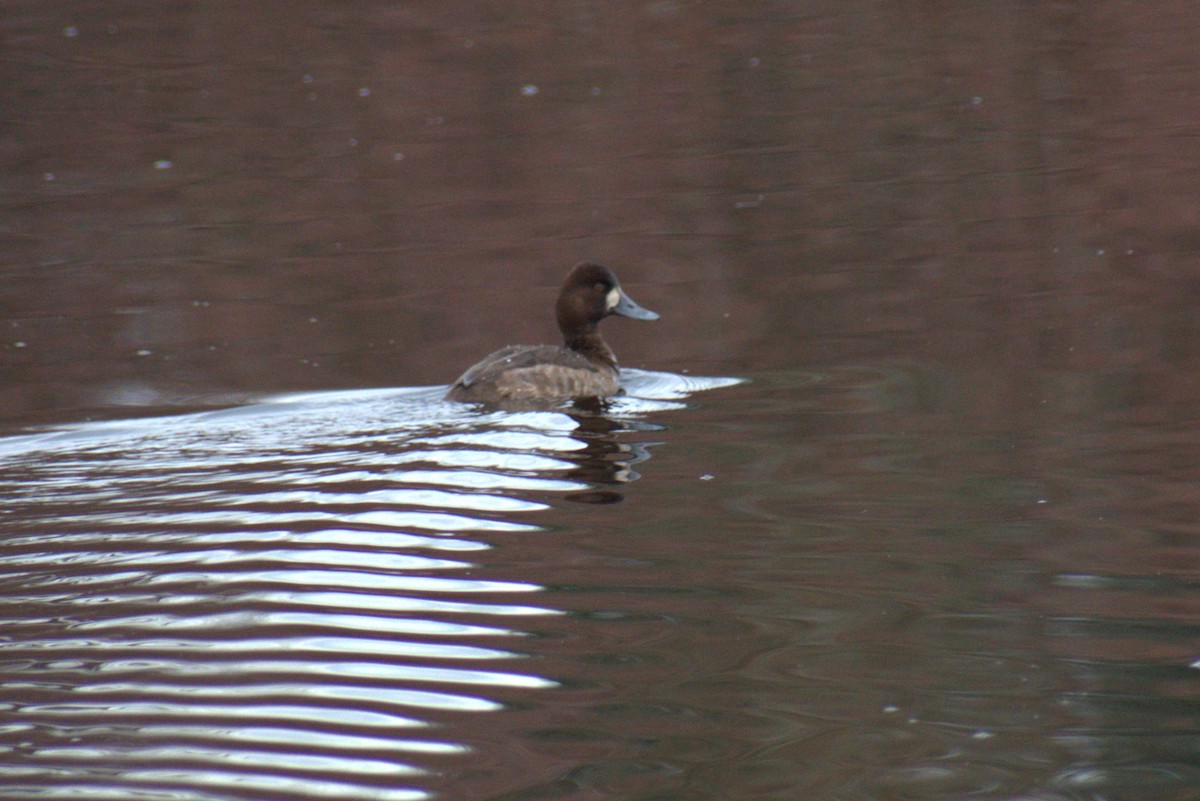 Lesser Scaup - ML613957948