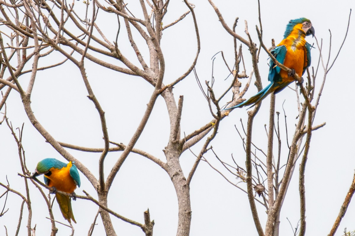 Blue-and-yellow Macaw - ML613957975