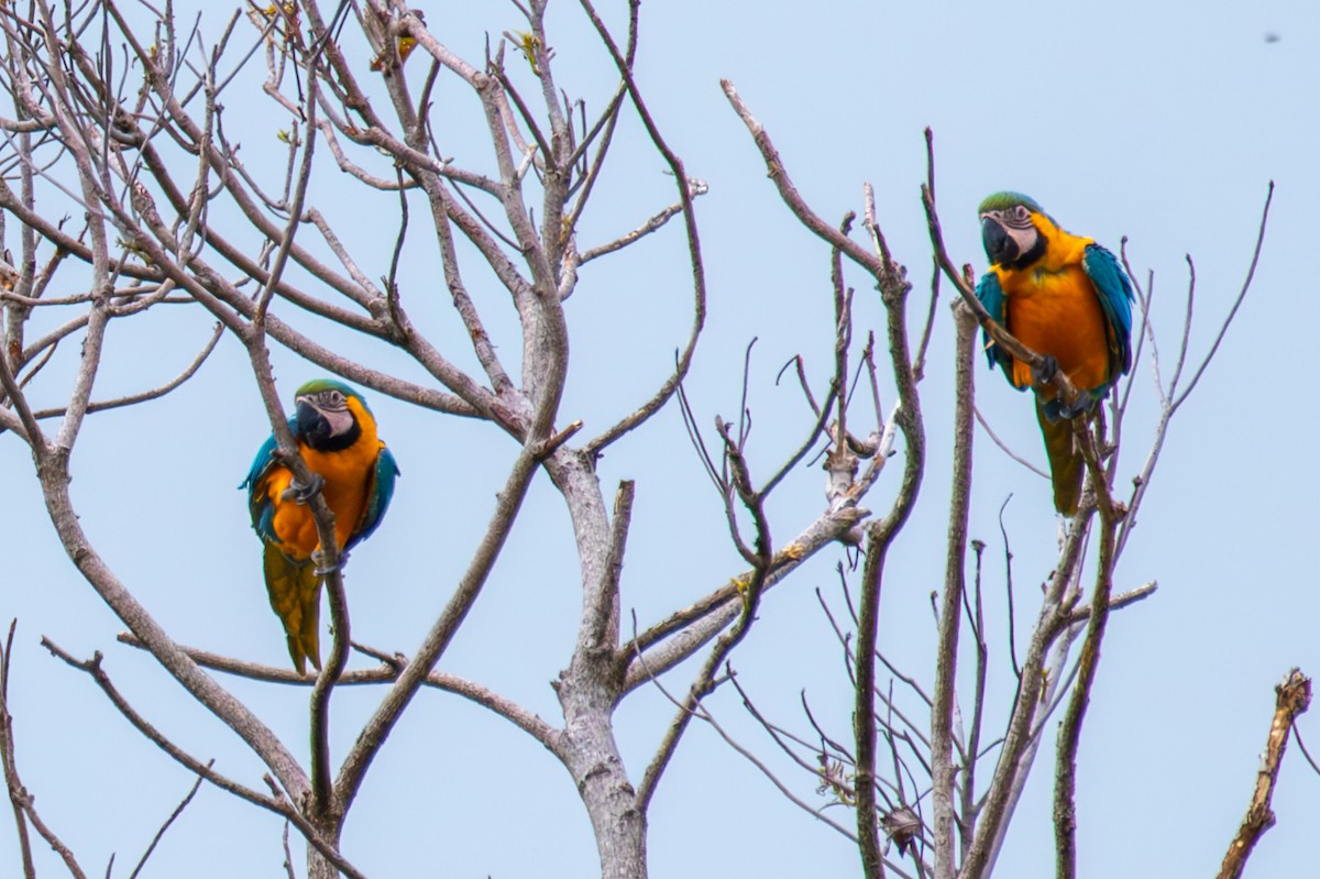 Blue-and-yellow Macaw - ML613957976