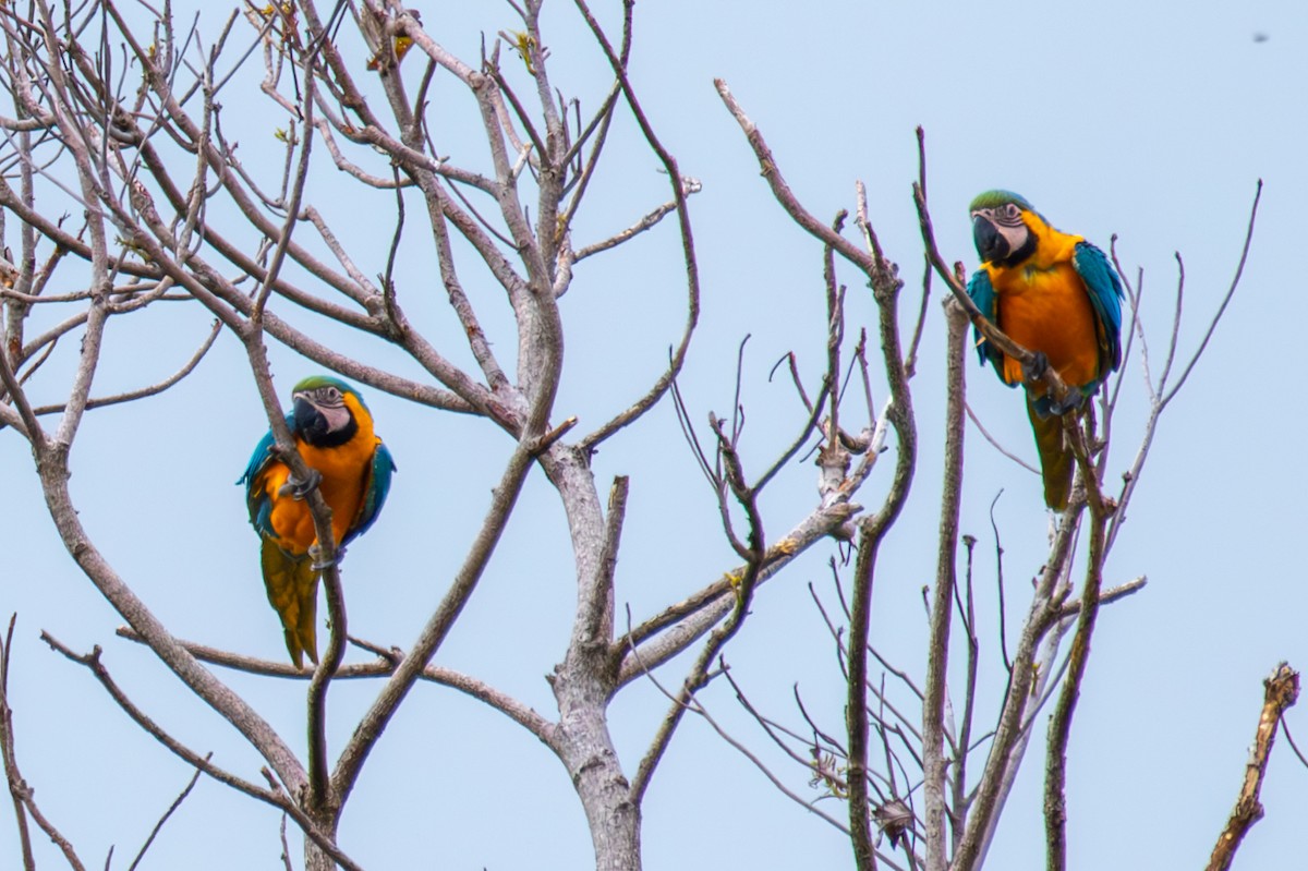 Guacamayo Azuliamarillo - ML613957976