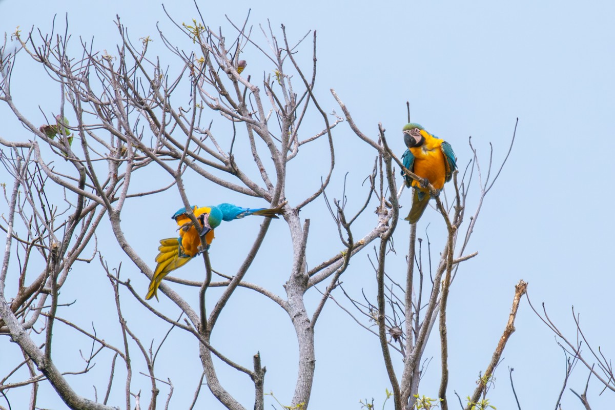 Blue-and-yellow Macaw - ML613957977
