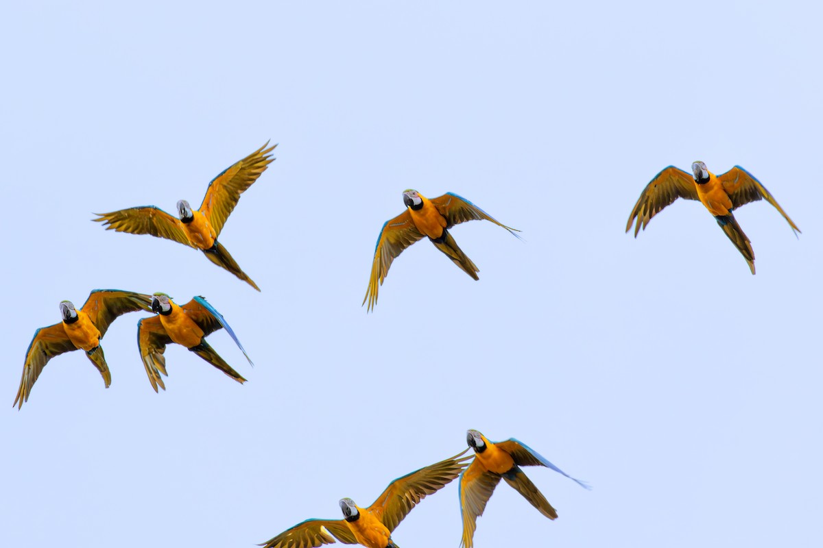 Blue-and-yellow Macaw - Mason Flint