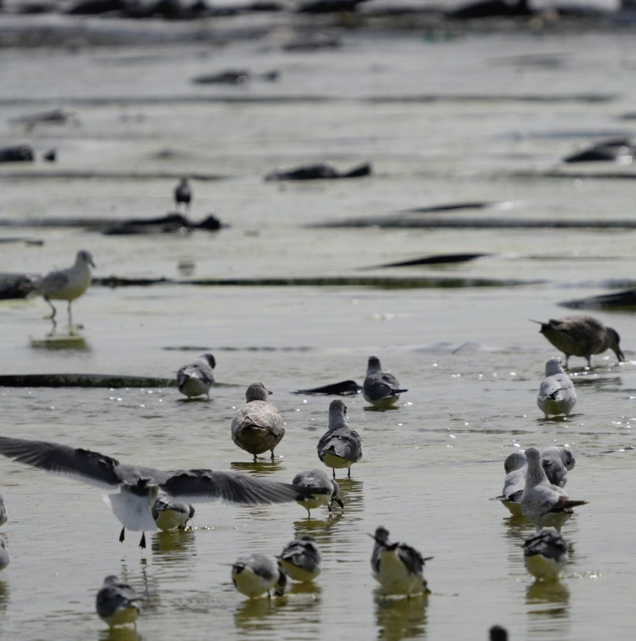 Larinae sp. - ML613957994