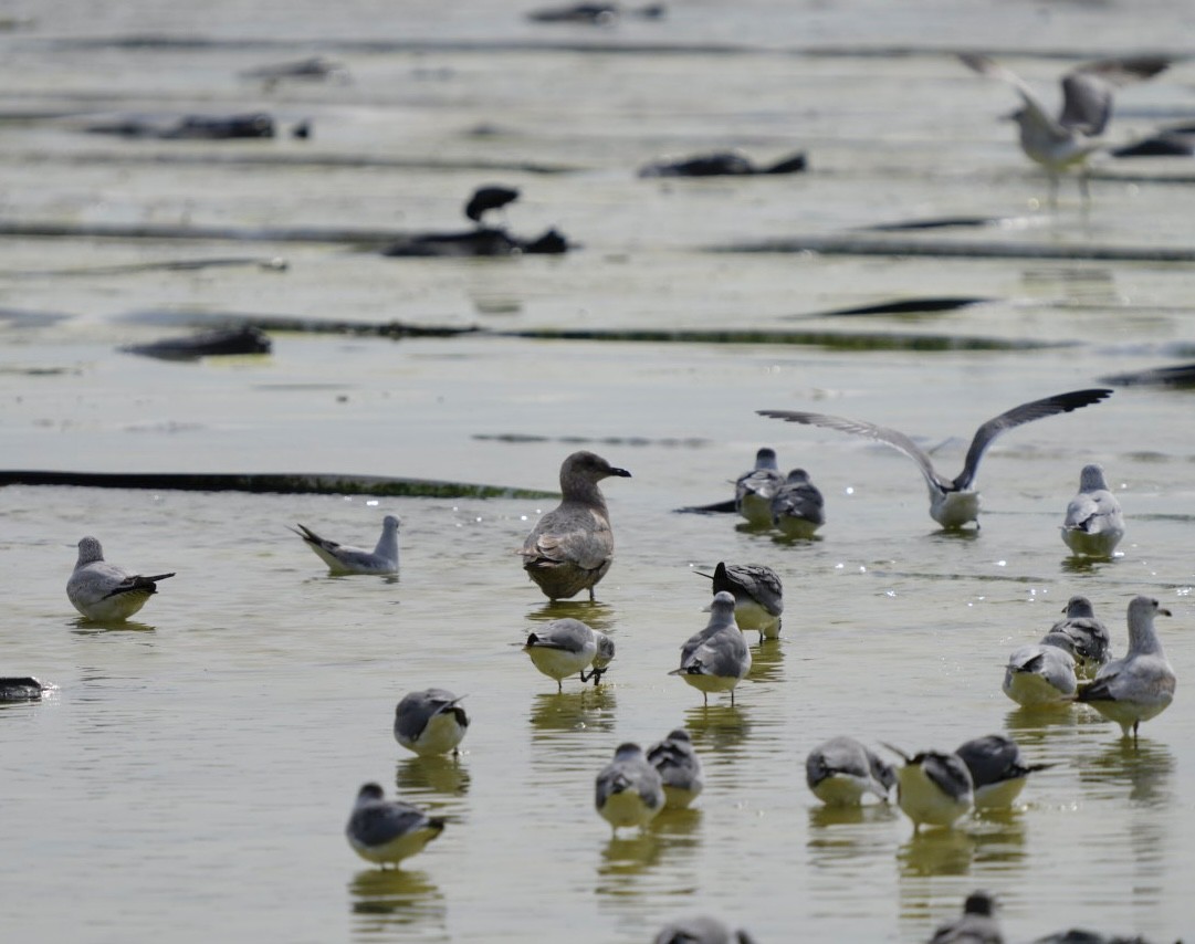 gull sp. - ML613957995