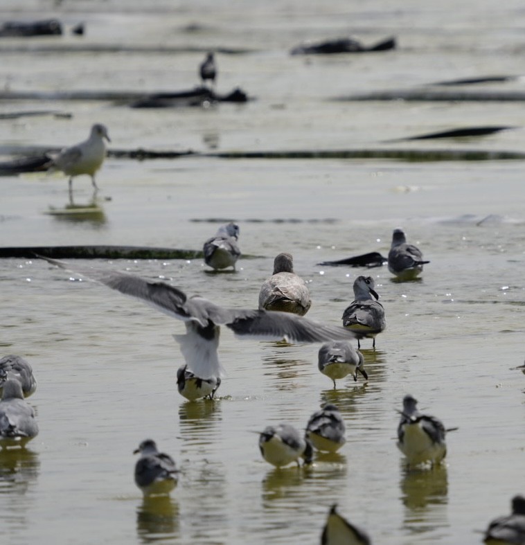 goéland ou mouette sp. - ML613957996