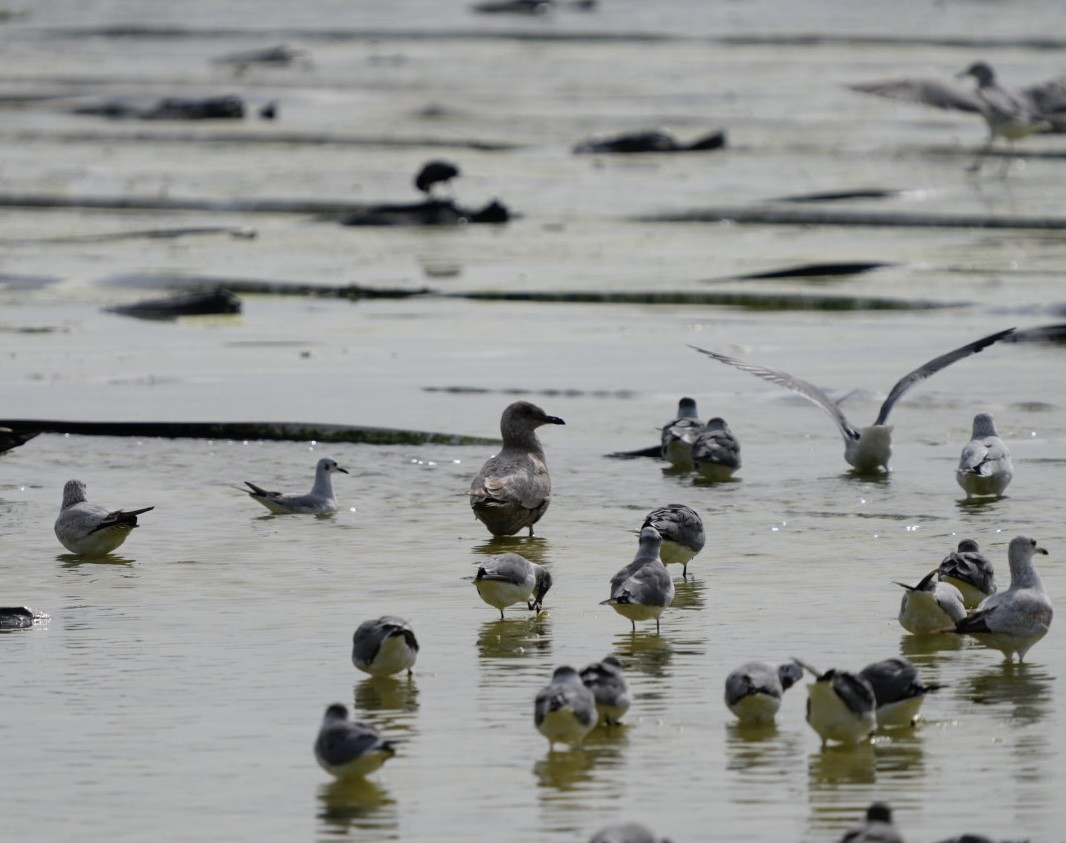 Larinae sp. - ML613957997