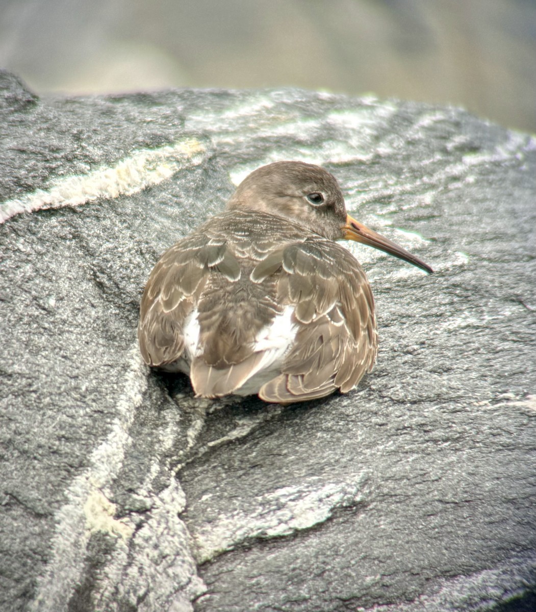 Piovanello violetto - ML613958042