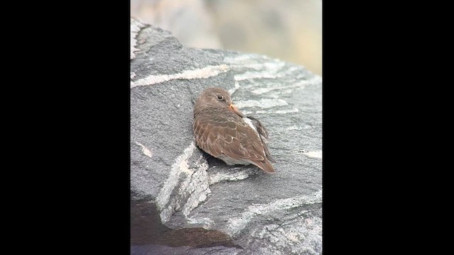 Piovanello violetto - ML613958059