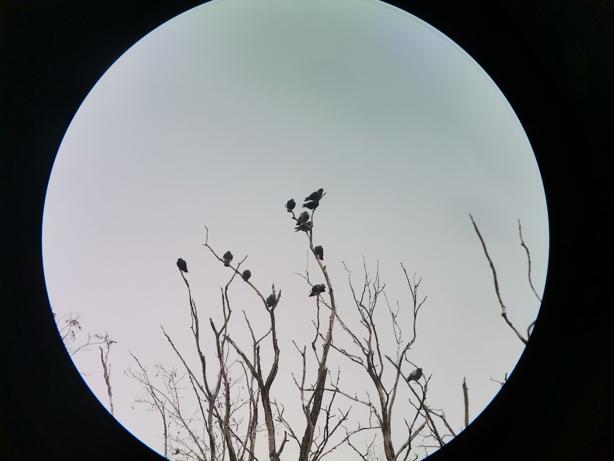 holub skalní (domácí) - ML613958060