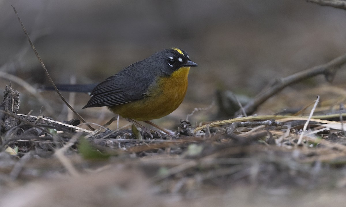 Fan-tailed Warbler - ML613958064