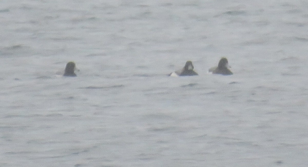 Greater Scaup - ML613958174