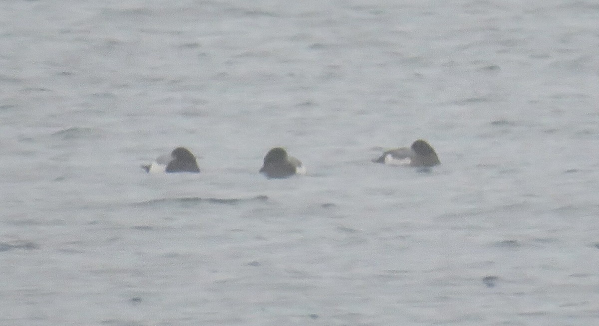 Greater Scaup - ML613958175