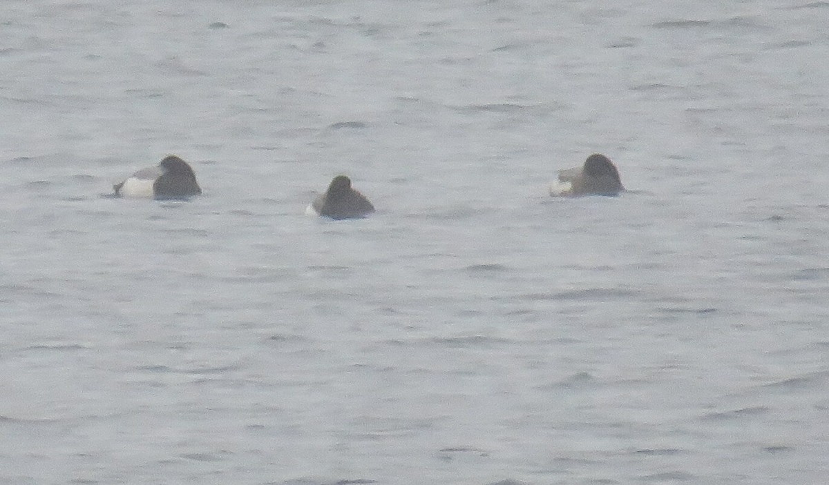 Greater Scaup - ML613958176