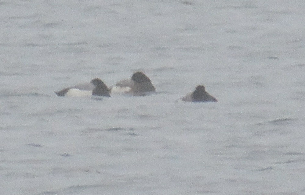 Greater Scaup - ML613958177