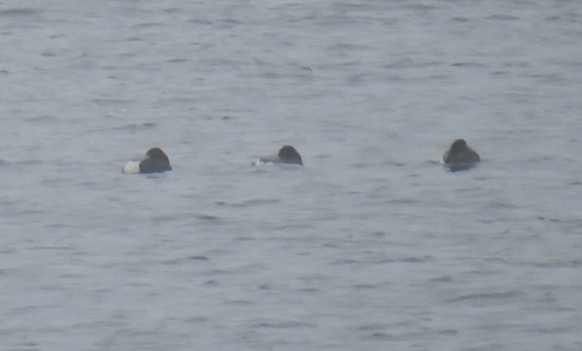Greater Scaup - ML613958178
