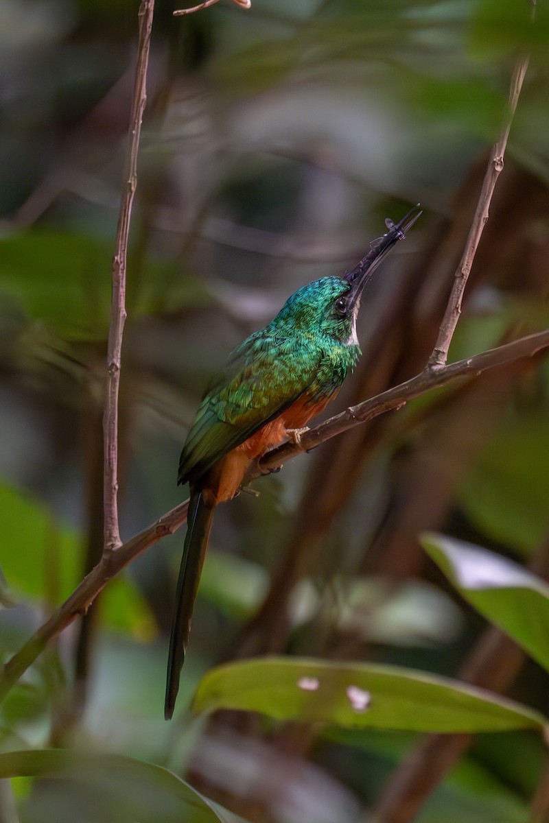 Rufous-tailed Jacamar - ML613958190