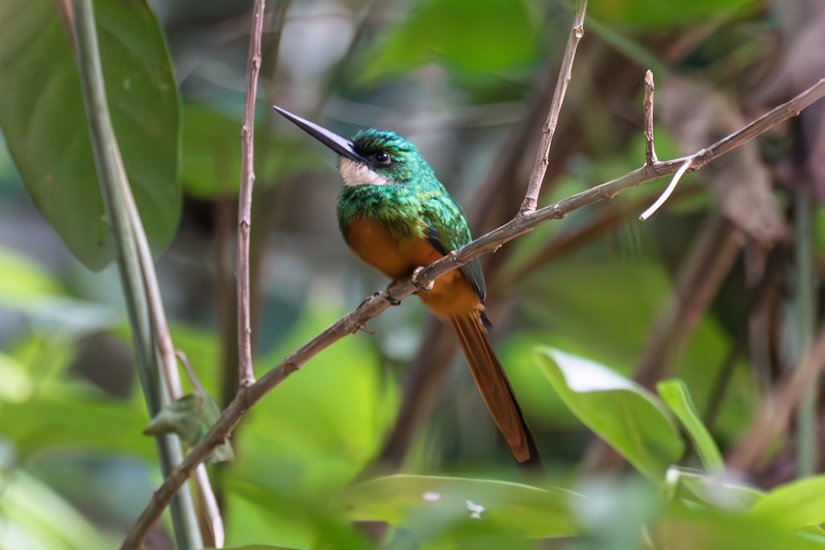 Rufous-tailed Jacamar - ML613958192