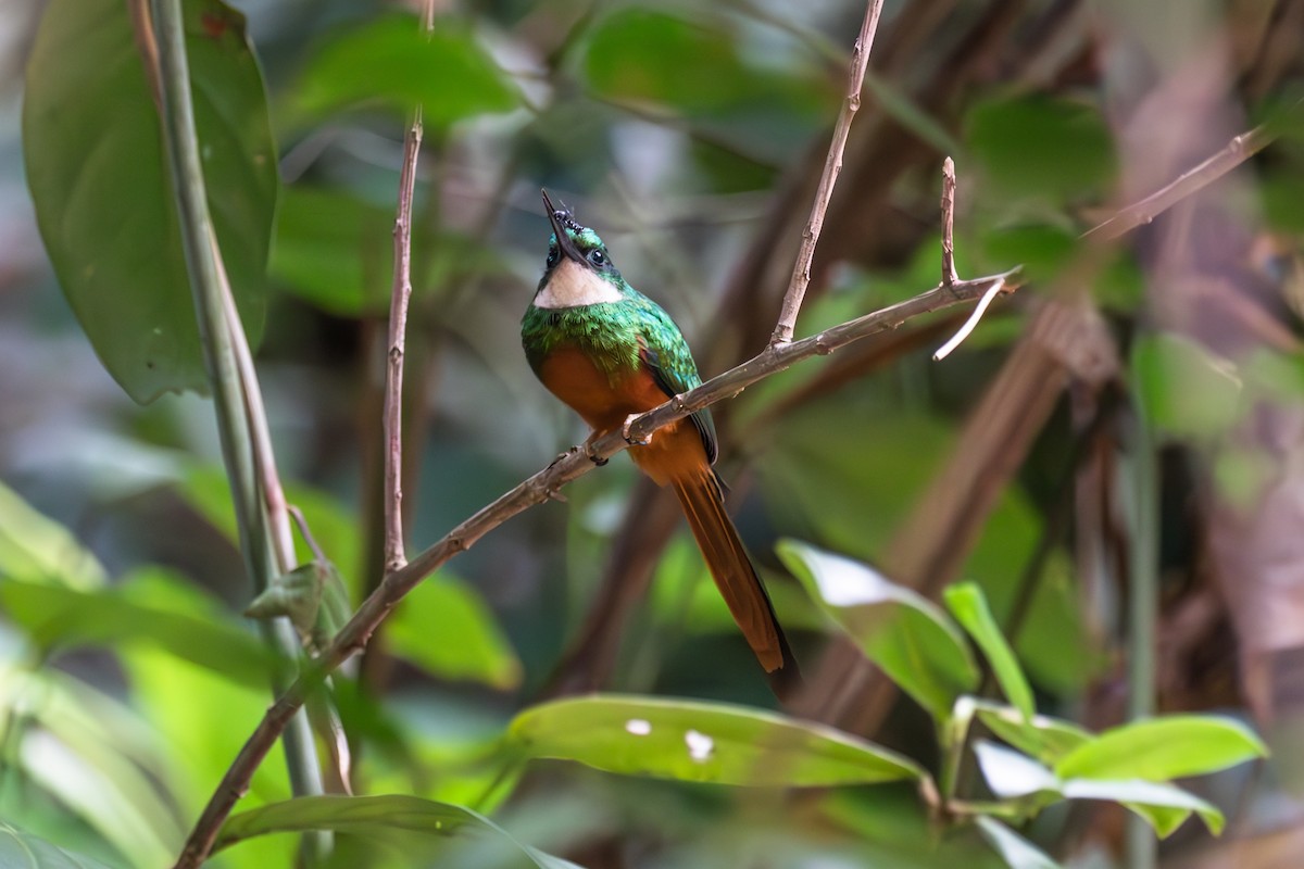 Rufous-tailed Jacamar - Mason Flint